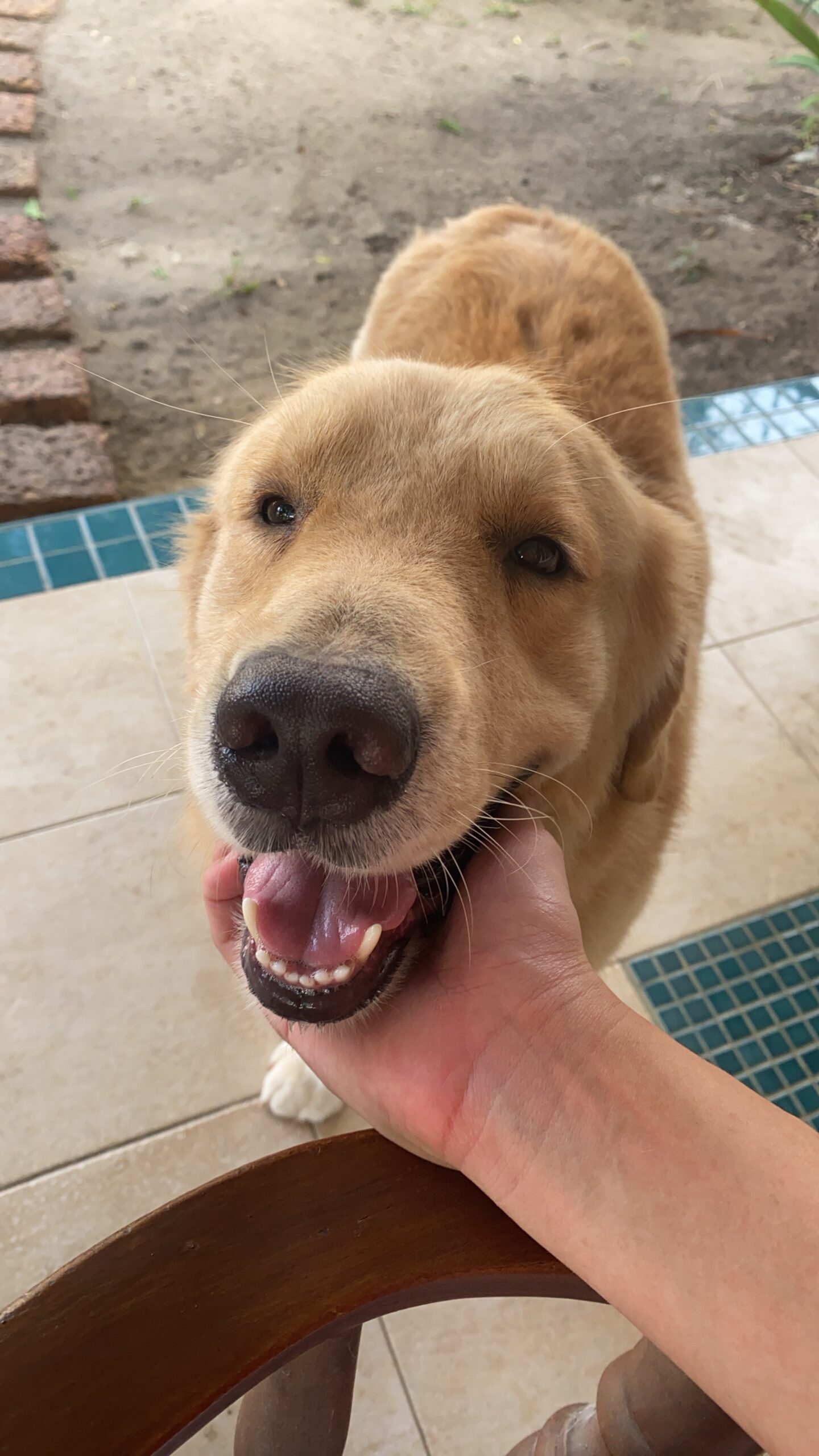 Introducing my children doggy.