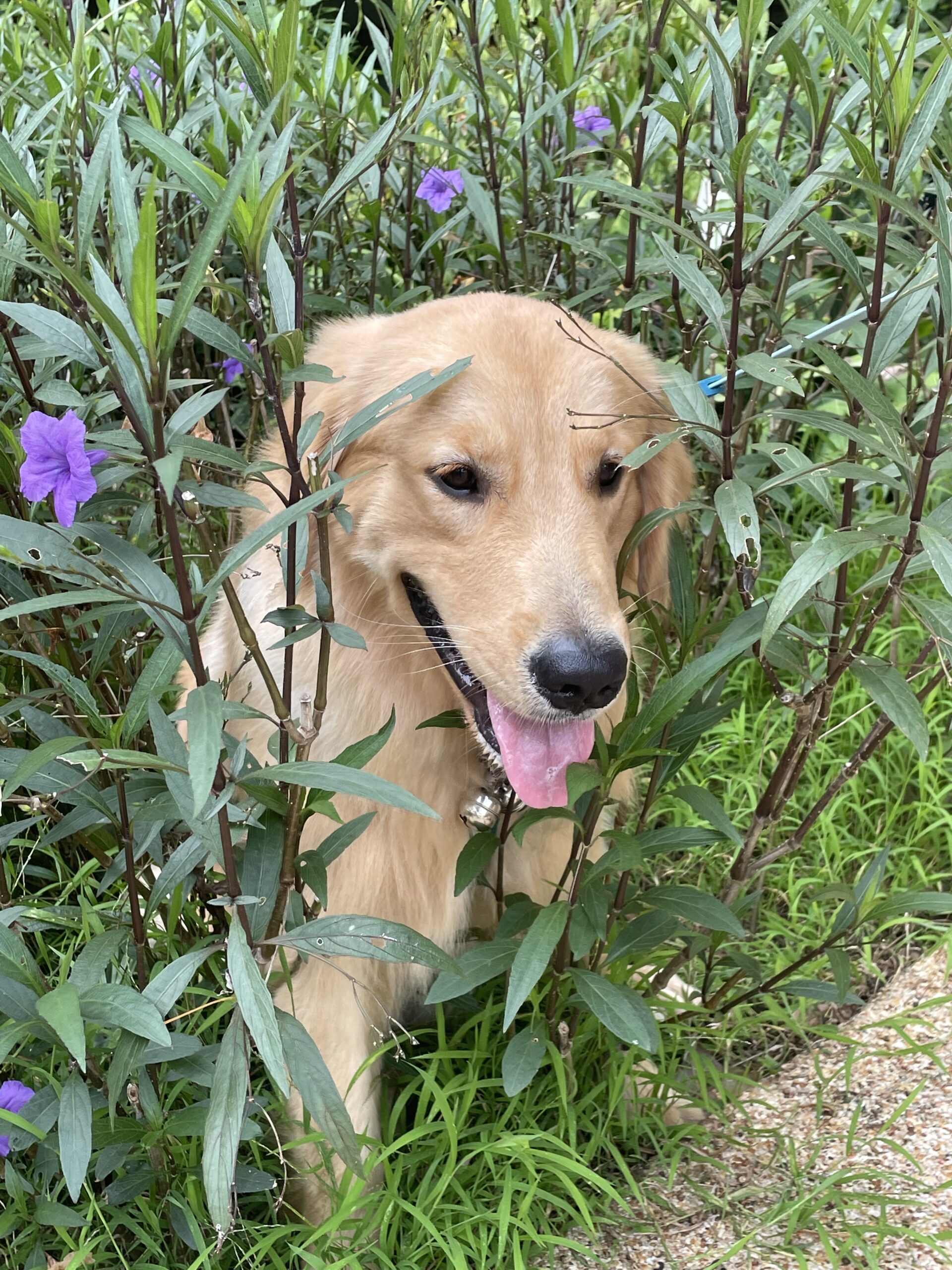 In the middle of blooming flowers